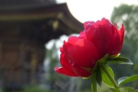 spring peony flowers