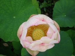 buddhism flower lotus