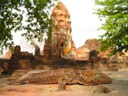 lizard reats on stone at temple ruin