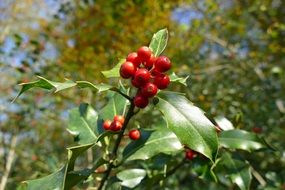 holly bush with berries in autumn