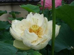lotus flower in Buddhism