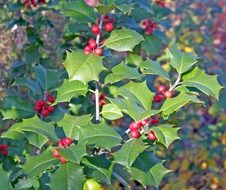 photo of the holly berries