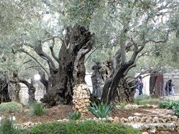 photo of the gethsemane garden