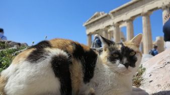 cat on the background of the Acropolis