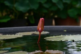 lotus flower in a pond