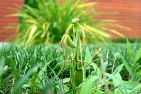 praying mantis insect
