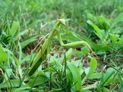 green praying mantis among green grass