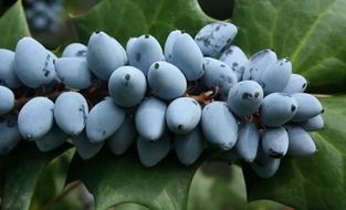 Purple berries