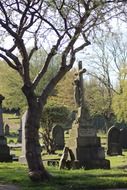 graveyard tombstone by the tree