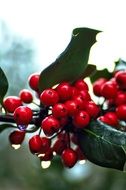 holly red berry with dew drops