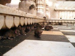 rats in Rat temple, India