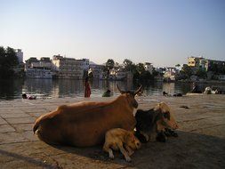india cow and dog