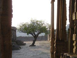 tree in the courtyard of the temple