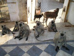 monkeys are holy animals in a temple in India