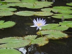 lotus as a symbol of buddhism