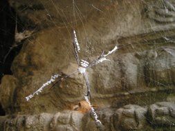 big scary spider on the web