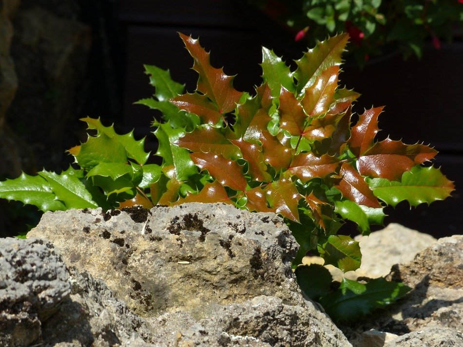 holly blatter green among the stones