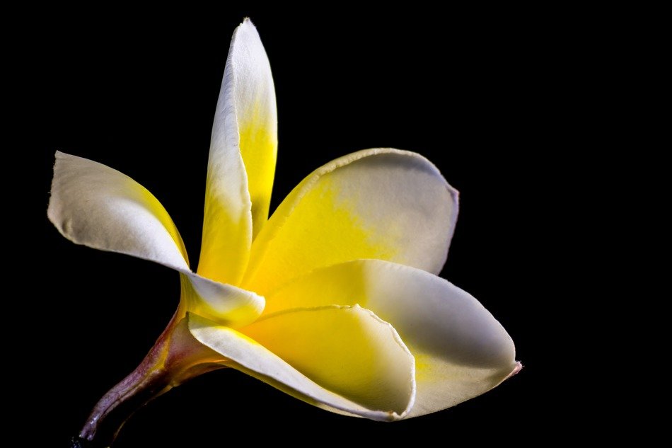 Plumeria - genus of tropical trees