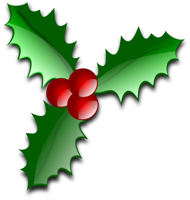 Picture of evergreen holly plant