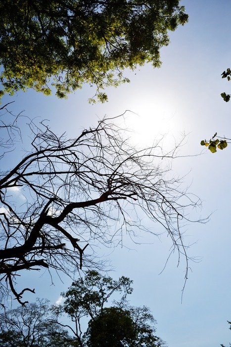 tree branch panorama