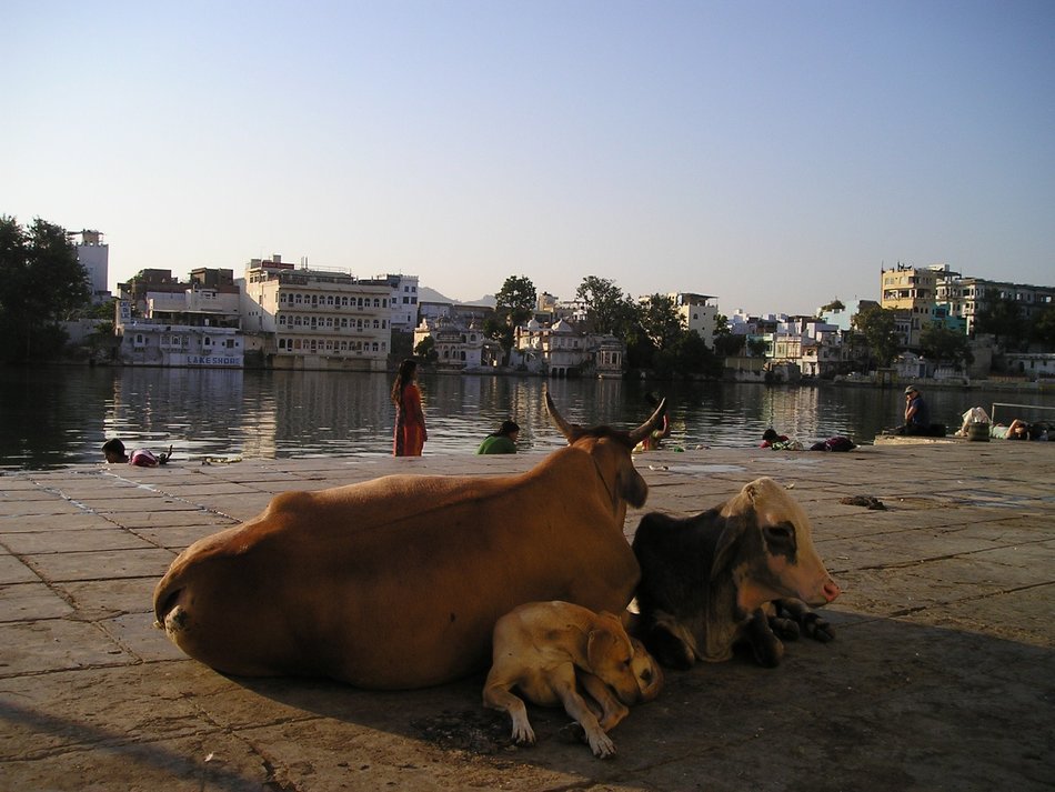 india cow and dog