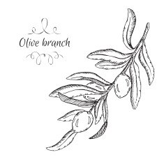 Hand drawn vector olive branch sketch