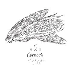 Hand vector drawn corn sketch