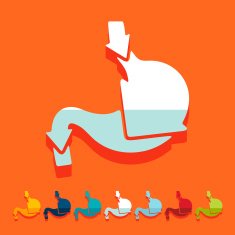 Flat design stomach N14