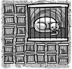 Cat In Cage