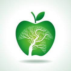 apple tree isolated on White background