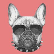 Hand drawn portrait of French Bulldog with collar and sunglasses N2
