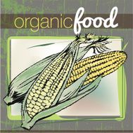 Organic Food illustration N12