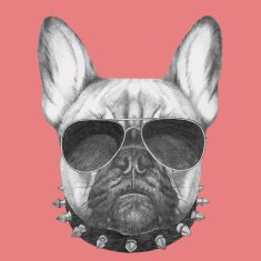Hand drawn portrait of French Bulldog with collar and sunglasses N2