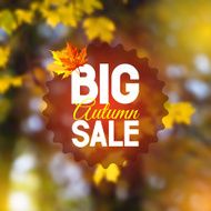 Autumn Sale N53