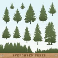 Evergreen Tree Silhouettes