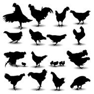Chicken Silhouette N2