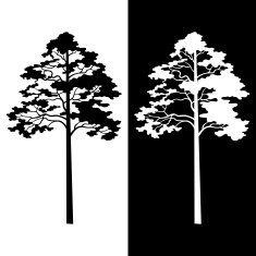 Pine Trees Black and White Silhouettes N2