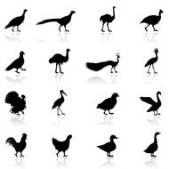 Poultry Silhouettes