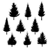 Fir tree silhouette for Christmas tree