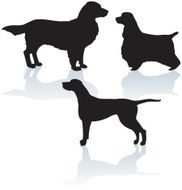 Sport Dogs - Pointer Golden Retriever Cocker Spaniel