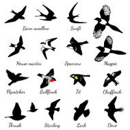 Set of black isolated vector silhouettes birds