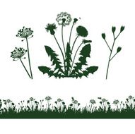 dandelion and grass