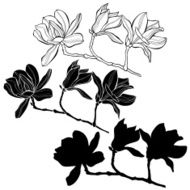 Set of magnolia isolated on white background