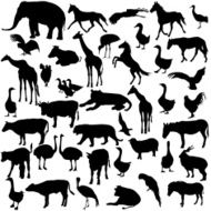 Set silhouettes animals and birds in the zoo collection