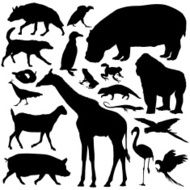 Animals N67