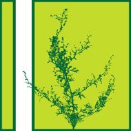 Plant Silhouette N6