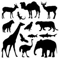 Wild Animals N15
