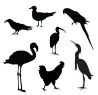 Birdies N2