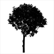 Tree silhouette isolated on white background vector N2