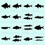 Freshwater fish